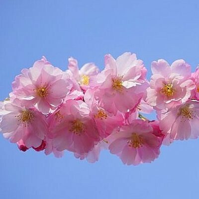 “Kirschblütengespräche” in japanischer Botschaft in Wien
